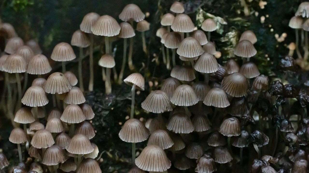 Rypäs parvimustesieniä