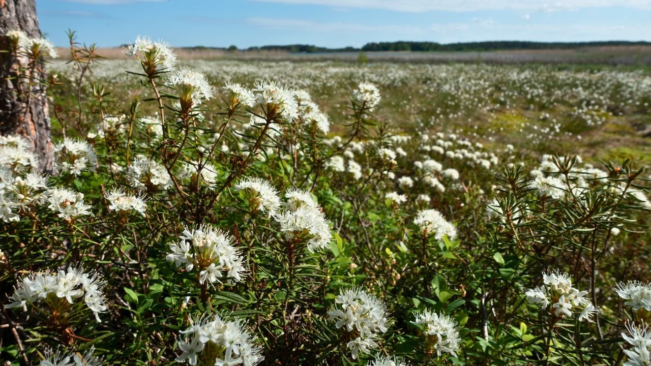 Hyvinkää
